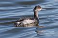 Eared Grebe 011109 152